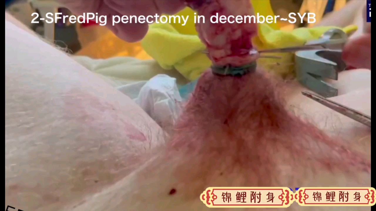 高清阉割视频，重口味视频受不了请不要观看